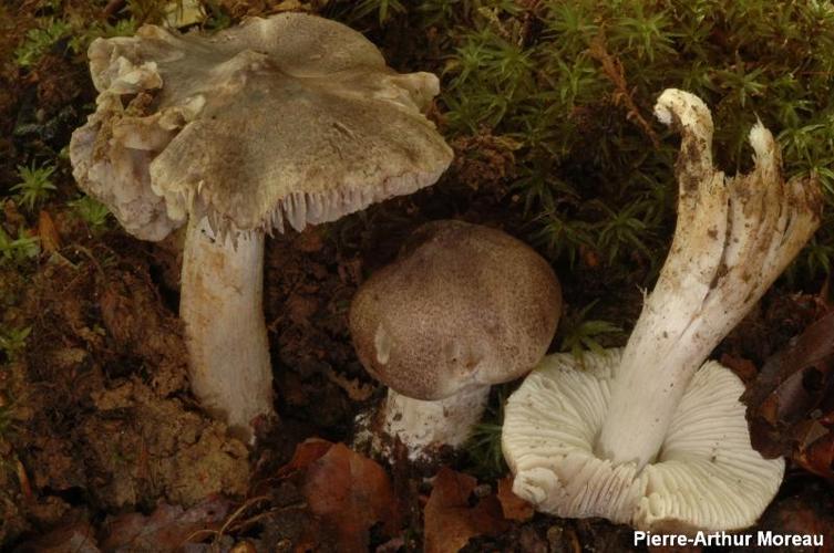 <i>Tricholoma sciodes</i> (Pers.) C.Martín, 1919 © PA. Moreau