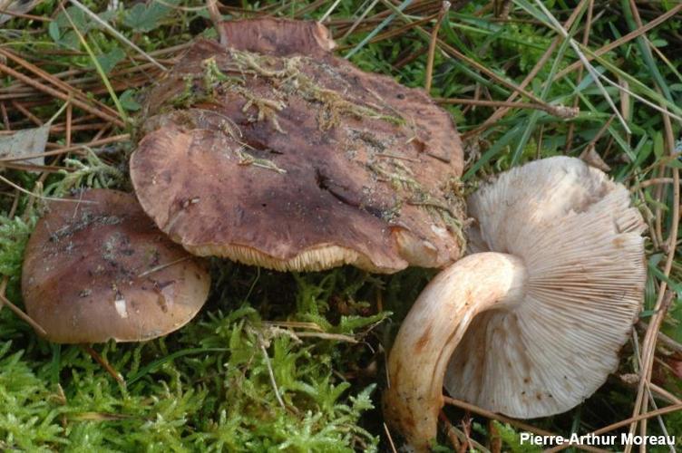 <i>Tricholoma stans</i> (Fr.) Sacc., 1887 © PA. Moreau