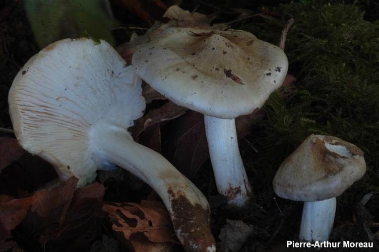 <i>Tricholoma umbonatum</i> Clémençon & Bon, 1985 © PA. Moreau