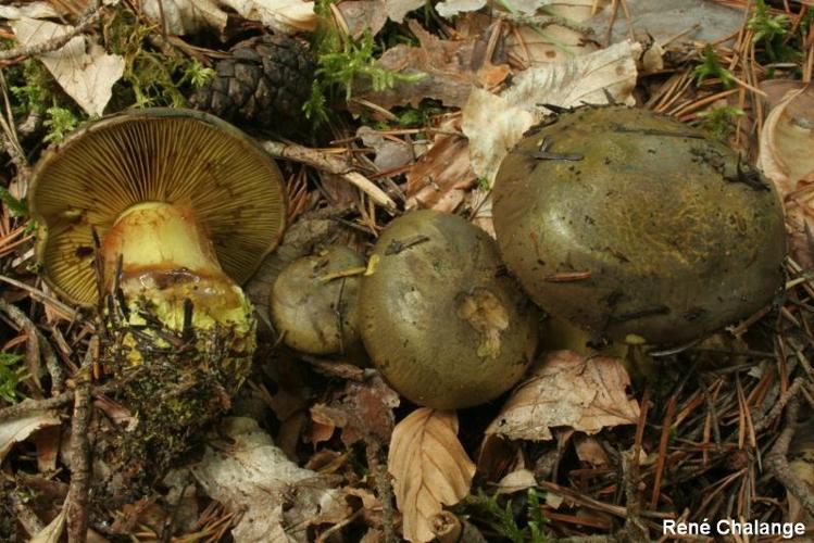<i>Cortinarius atrovirens</i> Kalchbr., 1874 © R. Chalange