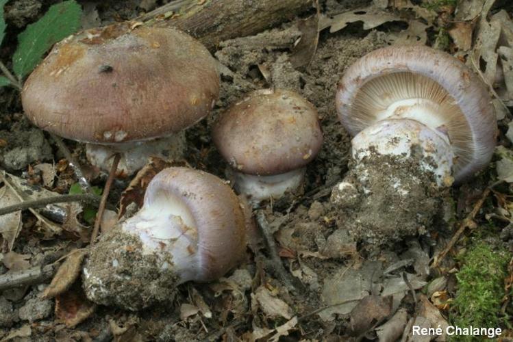 <i>Cortinarius balteatocumatilis</i> Rob.Henry ex P.D.Orton, 1960 © R. Chalange