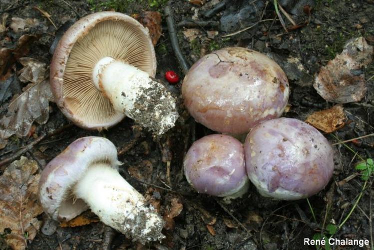 <i>Cortinarius balteatus</i> Fr., 1838 © R. Chalange