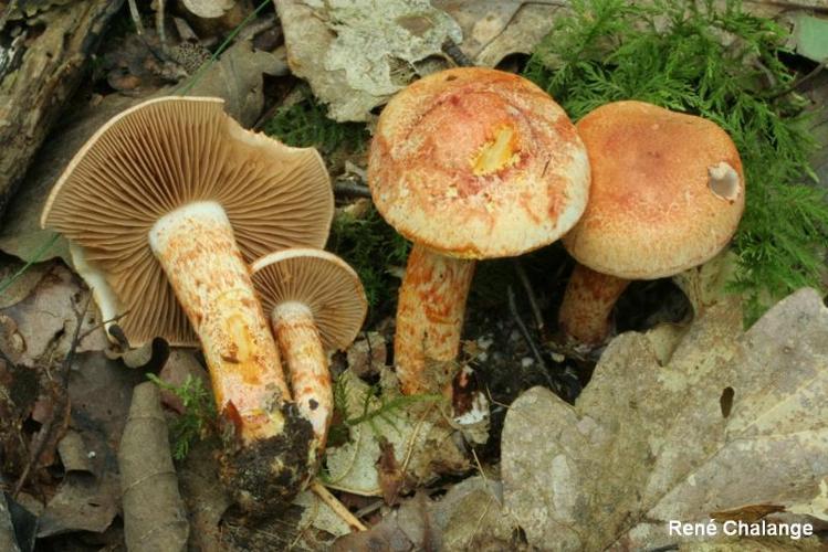 <i>Cortinarius bolaris</i> (Pers.) Fr., 1838 © R. Chalange