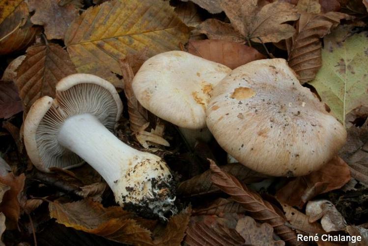 <i>Cortinarius boudieri</i> Rob.Henry, 1936 © R. Chalange