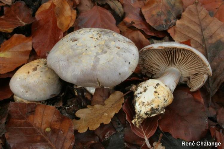 <i>Cortinarius caerulescens</i> (Schaeff.) Fr., 1838 © R. Chalange