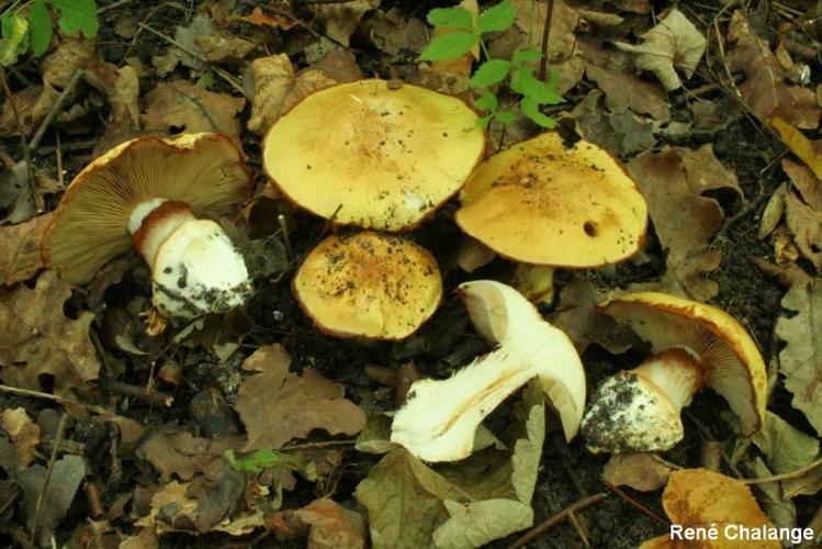 <i>Cortinarius caesiocortinatus</i> Jul.Schäff., 1951 © R. Chalange