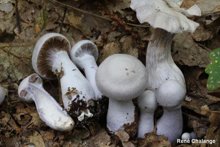 <i>Cortinarius alboviolaceus</i> (Pers.) Fr., 1838 © R. Chalange