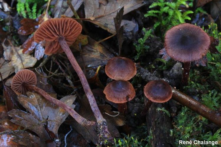 <i>Cortinarius anthracinus</i> Fr., 1838 © R. Chalange