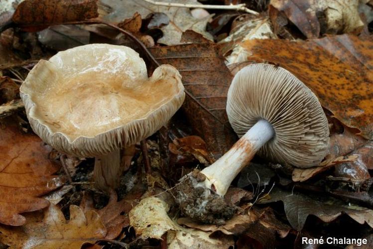 <i>Cortinarius dionysae</i> Rob.Henry, 1933 © R. Chalange