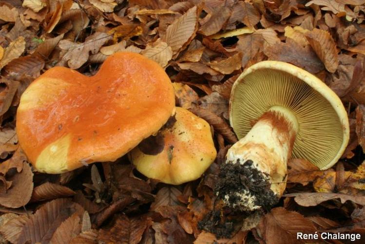 <i>Cortinarius elegantissimus</i> Rob.Henry, 1989 © R. Chalange