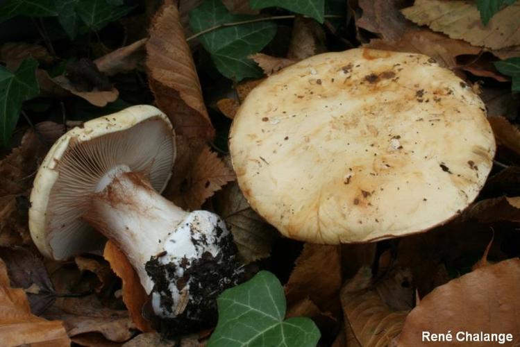 <i>Cortinarius europaeus</i> (M.M.Moser) Bidaud, Moënne-Locc. & Reumaux, 1993 © R. Chalange