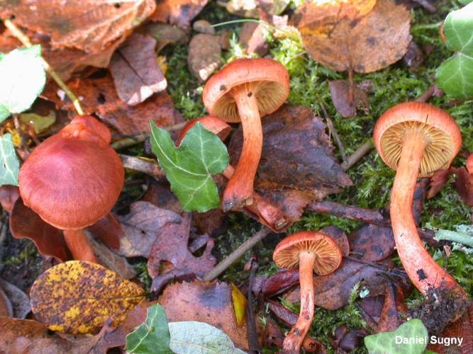 <i>Cortinarius uliginosus</i> Berk., 1860 © D. Sugny