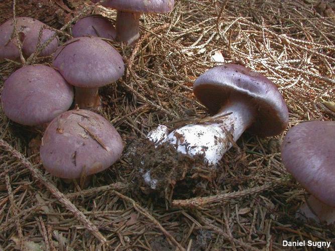 <i>Cortinarius variecolor</i> (Pers.) Fr., 1838 © D. Sugny