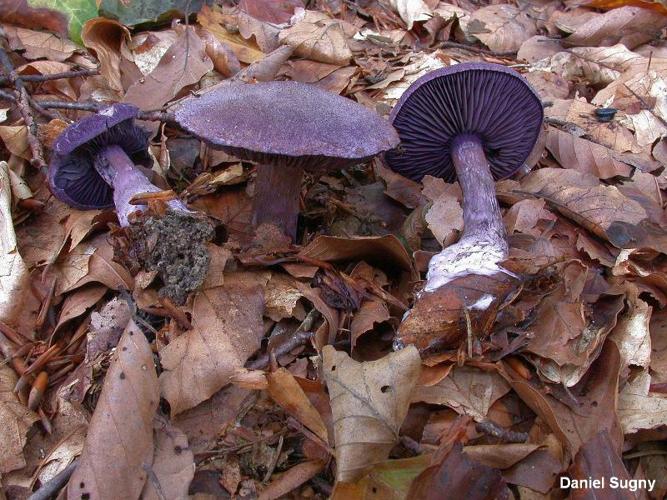 <i>Cortinarius violaceus</i> (L.) Gray, 1821 © D. Sugny