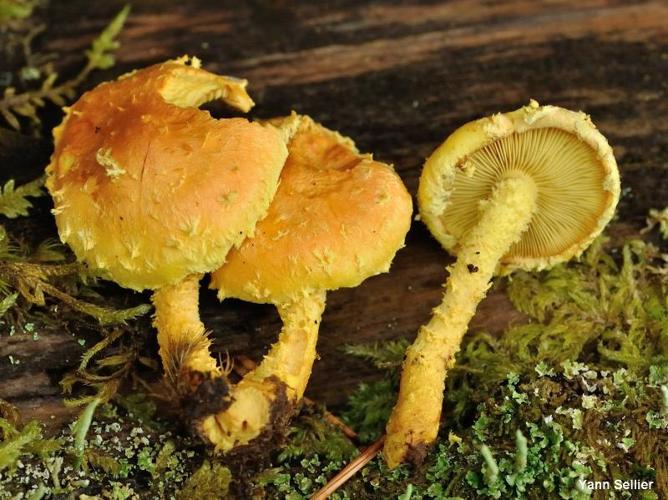 <i>Pholiota flammans</i> (Batsch) P.Kumm., 1871 © Y. Sellier