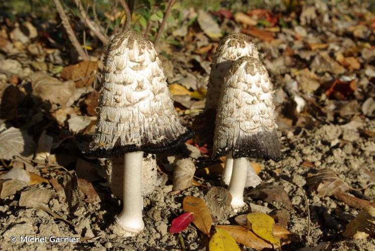 <i>Coprinus comatus</i> (O.F.Müll.) Pers., 1797 © Michel Garnier