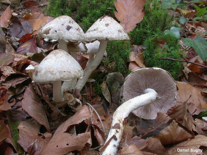 <i>Psathyrella cotonea</i> (Quél.) Konrad & Maubl., 1949 © D. Sugny