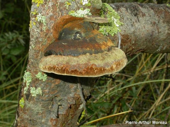 <i>Phellinus hippophaecola</i> Jahn © PA. Moreau