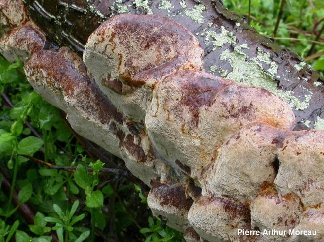 <i>Phellinus laevigatus</i> (P.Karst.) Bourdot & Galzin, 1928 © PA. Moreau