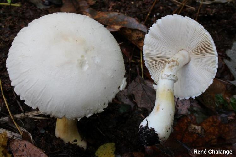 <i>Leucoagaricus holosericeus</i> (Gillet) M.M.Moser, 1967 © R. Chalange