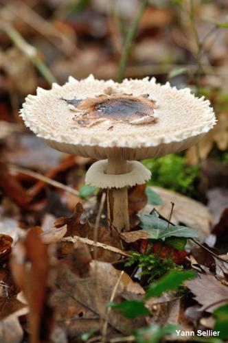 <i>Macrolepiota konradii</i> (Huijsman ex P.D.Orton) M.M.Moser, 1967 © Y. Sellier