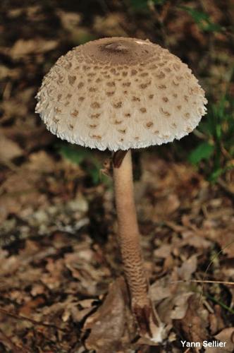 <i>Macrolepiota procera</i> (Scop.) Singer, 1948 © Y. Sellier