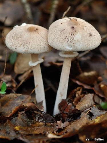 <i>Macrolepiota rickenii</i> (Velen.) Bellù & Lanzoni, 1987 © Y. Sellier