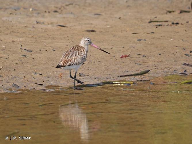 <i>Limosa lapponica</i> (Linnaeus, 1758) © J.P. Siblet