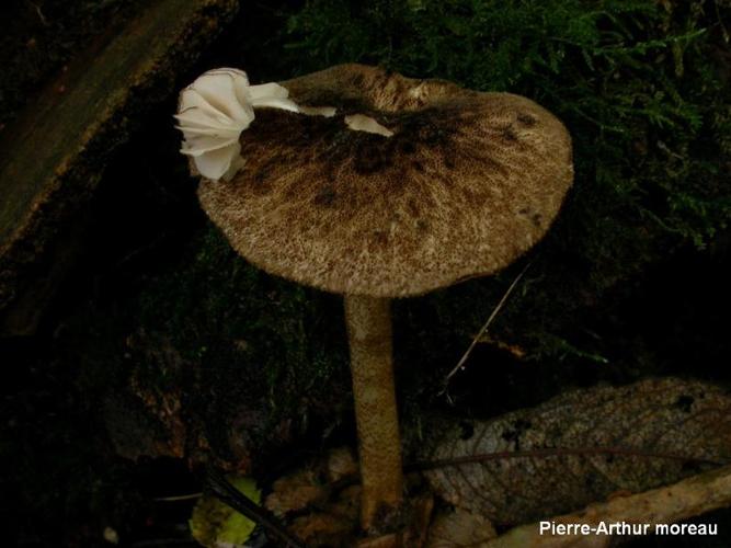 <i>Pluteus umbrosus</i> (Pers.) P.Kumm., 1871 © PA. Moreau