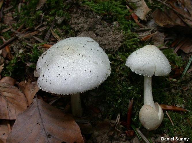 <i>Volvariella hypopithys</i> (Fr.) Shaffer, 1957 © D. Sugny