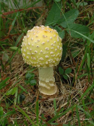 <i>Amanita ceciliae</i> (Berk. & Broome) Bas, 1984 © A. Horellou