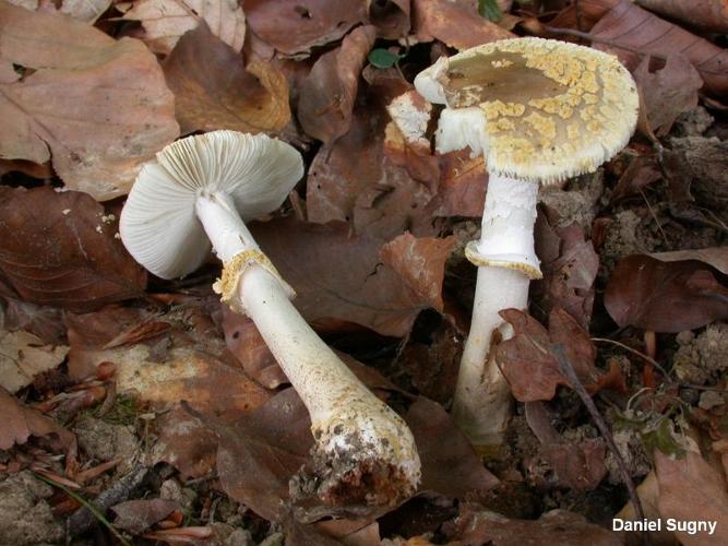 <i>Amanita franchetii</i> (Boud.) Fayod, 1889 © D. Sugny