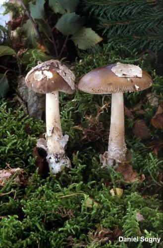 <i>Amanita submembranacea</i> (Bon) Gröger, 1979 © D. Sugny