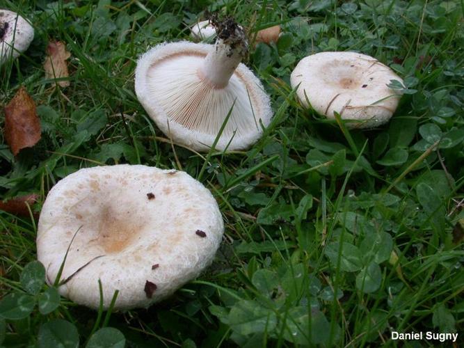 <i>Lactarius pubescens</i> Fr., 1838 © D. Sugny