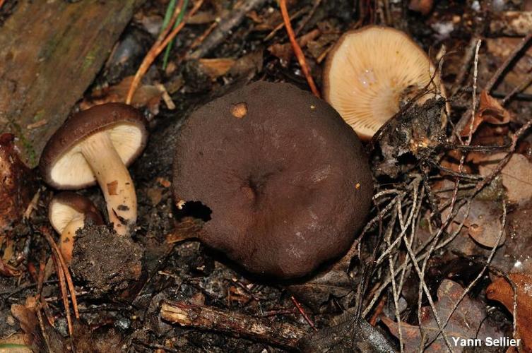 <i>Lactarius subumbonatus</i> Lindgr., 1845 © Y. Sellier