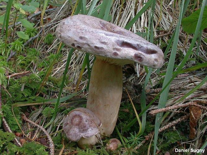 <i>Lactarius trivialis</i> (Fr.) Fr., 1838 © D. Sugny