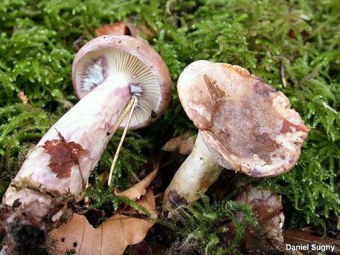 <i>Lactarius uvidus</i> (Fr.) Fr., 1838 © D. Sugny