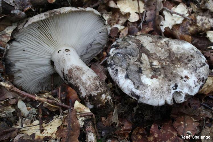 <i>Russula albonigra</i> (Krombh.) Fr., 1874 © R. Chalange