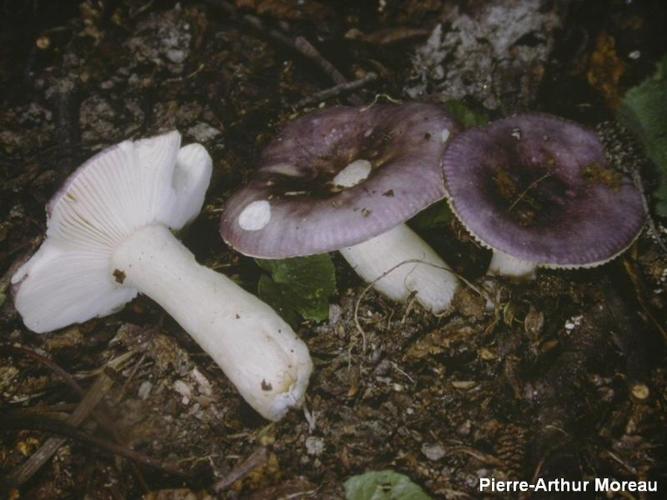 <i>Russula alnetorum</i> Romagn., 1956 © PA. Moreau