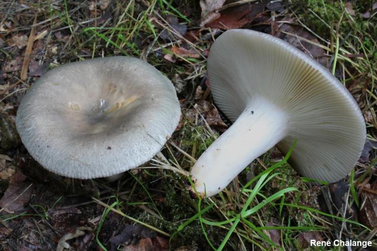 <i>Russula anatina</i> Romagn., 1967 © R. Chalange