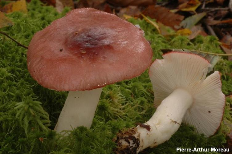 <i>Russula aquosa</i> Leclair, 1933 © PA. Moreau