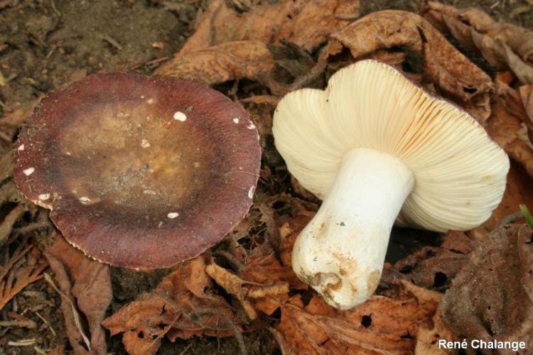 <i>Russula carminipes</i> J.Blum, 1954 © R. Chalange