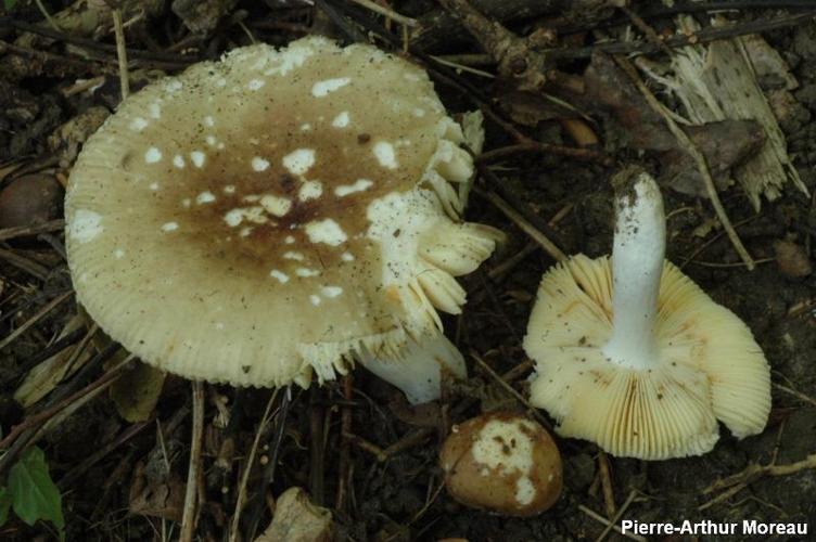 <i>Russula carpini</i> R.Girard & Heinem., 1956 © PA. Moreau