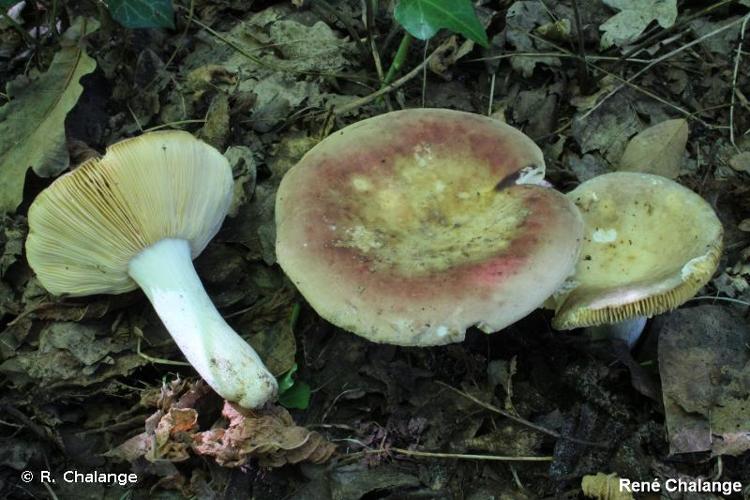 <i>Russula decipiens</i> (Singer) Kühner & Romagn., 1953 © R. Chalange