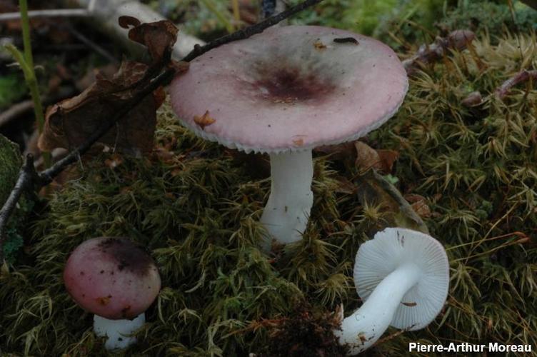 <i>Russula fragilis</i> Fr., 1838 © PA. Moreau