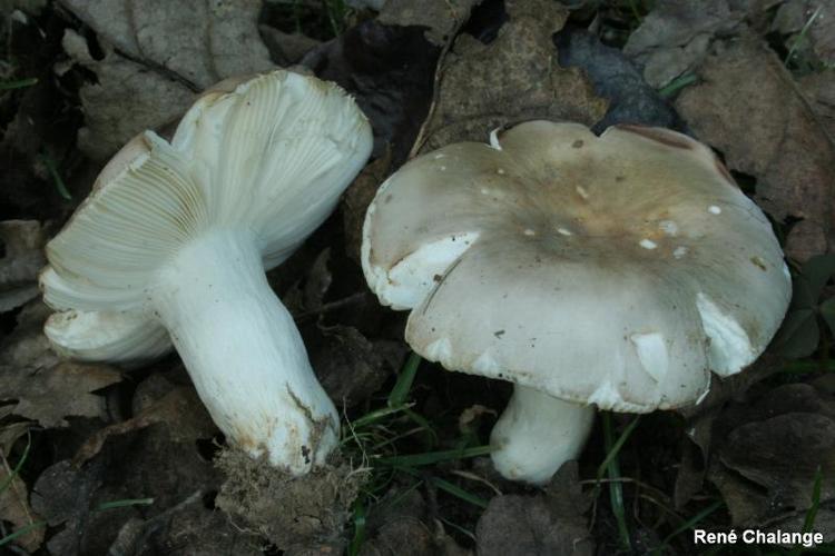 <i>Russula galochroa</i> (Fr.) Fr., 1874 © R. Chalange