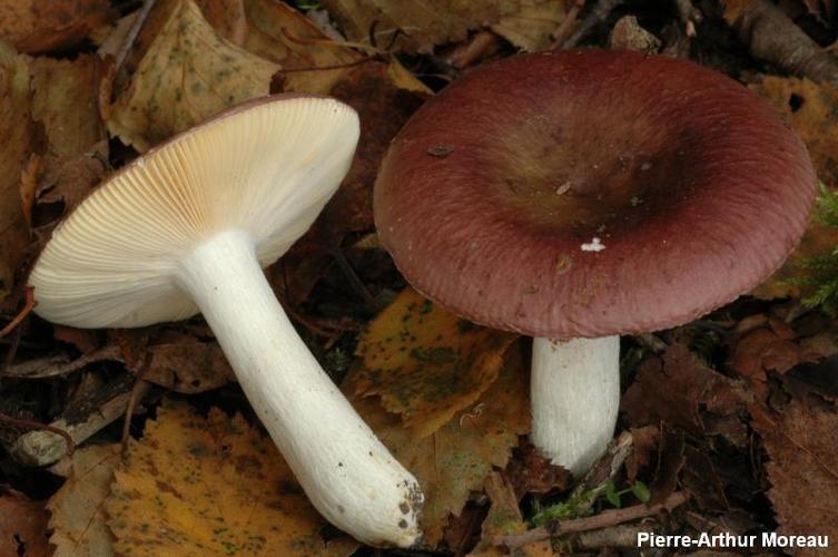 <i>Russula melitodes</i> Romagn., 1943 © PA. Moreau