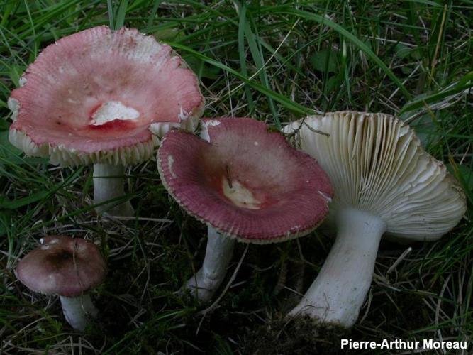 <i>Russula nitida</i> (Pers.) Fr., 1838 © PA. Moreau