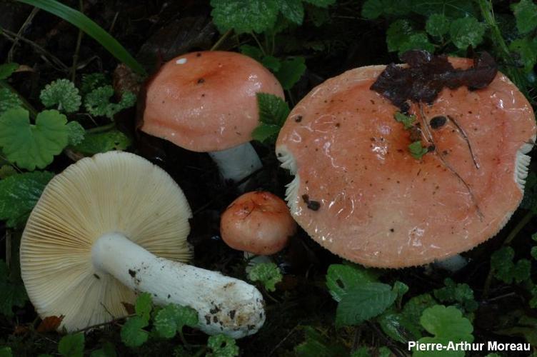 <i>Russula pseudointegra</i> Arnould & Goris, 1907 © PA. Moreau