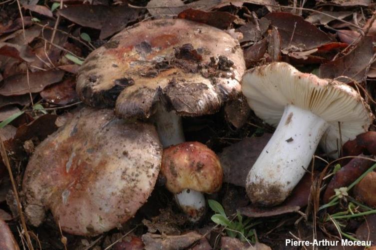 <i>Russula seperina</i> Dupain, 1912 © PA. Moreau